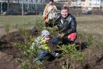 Озеленение Нижневартовска - наше общее дело! Озеленение Нижневартовска - наше общее дело!