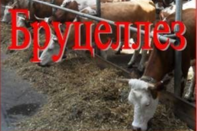 Памятка для населения по бруцеллезу Памятка для населения по бруцеллезу