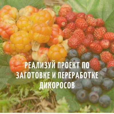 конкурс на предоставление грантов в форме субсидий на реализацию проектов по заготовке и переработке дикоросов конкурс на предоставление грантов в форме субсидий на реализацию проектов по заготовке и переработке дикоросов